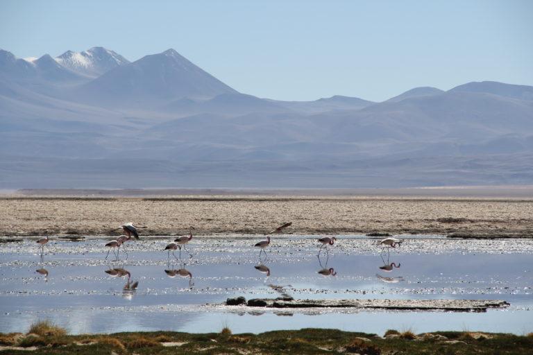 Enamórate de la naturaleza de Atacama 6 IMG 71041