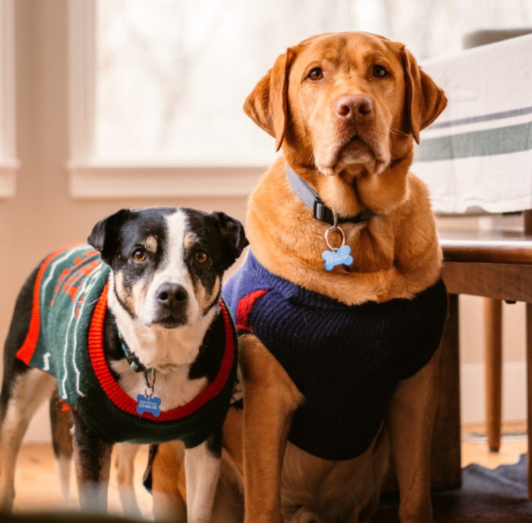 En el día mundial del perro: ¿Es realmente recomendable abrigar a tu mascota en invierno? 7 Iamgen perros scaled e1658454941625