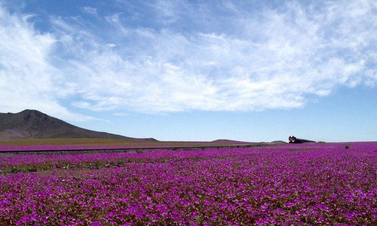 Sernatur Atacama da el “vamos” a la semana del turismo 5 desierto florido