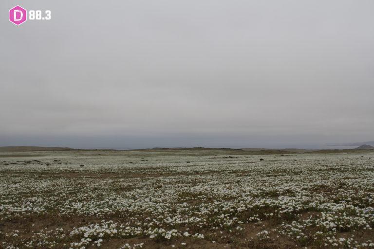 DESIERTO FLORIDO EN ATACAMA 7 1