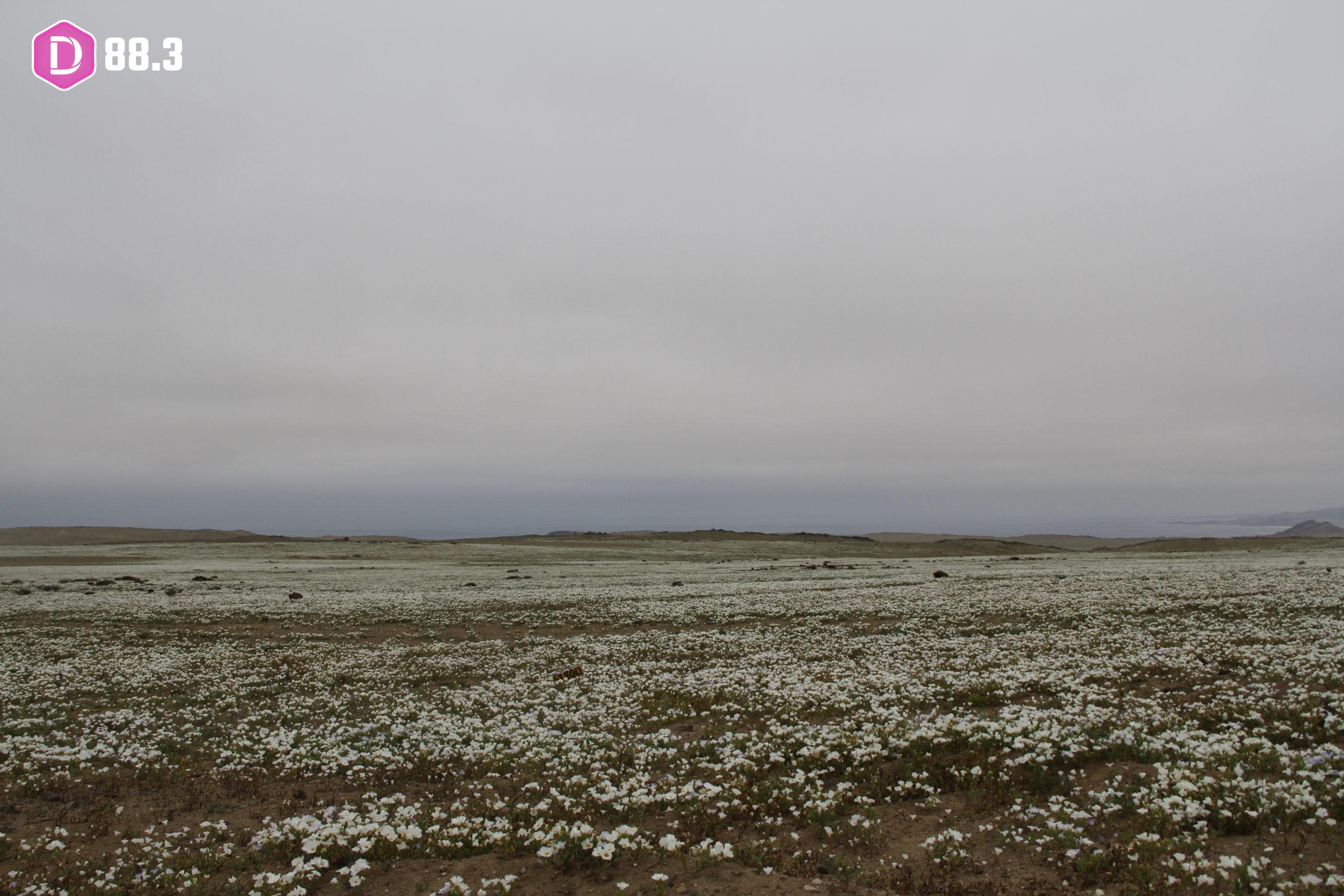 DESIERTO FLORIDO EN ATACAMA 1 1 scaled