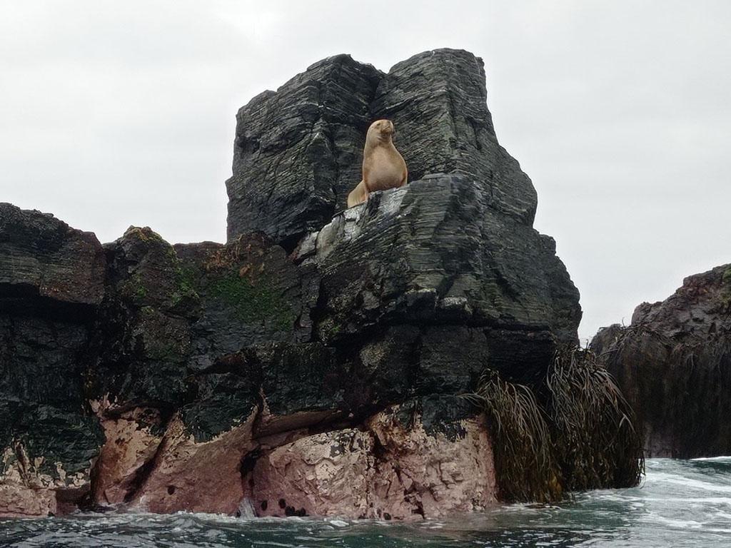 Se inicia temporada 2022-2023 de avistamiento de cetáceos en Chañaral de Aceituno: 1 1foca