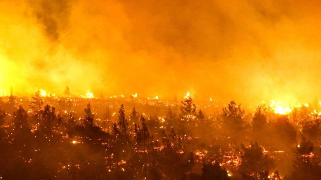 Columna: Evidencia científica disponible para la toma de decisiones urgentes en materia de incendios en Chile 1 IncendioForestal