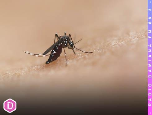 Jéssica Rojas, Seremi de Salud de Atacama: “Los casos de Dengue confirmados en nuestra región, son todos casos importados” 1 mosquita pagina web
