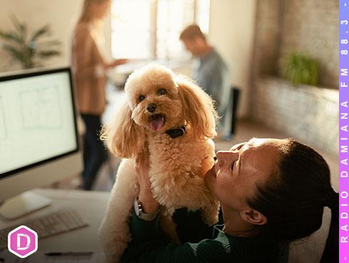 43% de los colaboradores considera beneficioso para la salud mental llevar a su mascota al trabajo 5 mascotas web