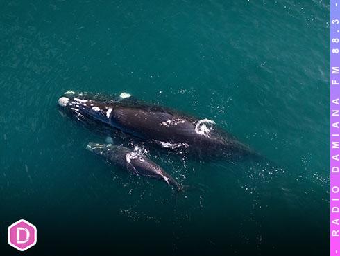 Inusual aumento de avistamientos de ballena franca austral del pacífico sudeste en las costas chilenas se registra durante 2024 2 BALLENAS PAGINA WEB