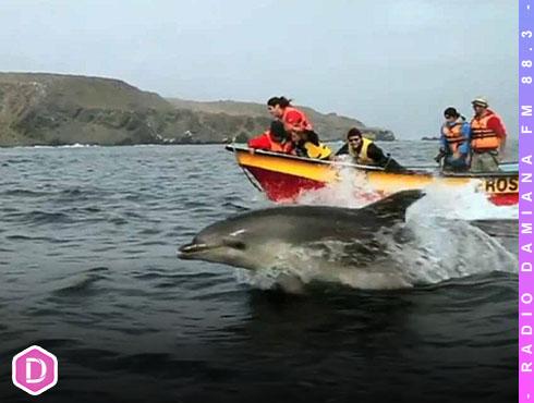 Reserva Marina Isla Chañaral cuenta con regulación de las velocidades de las embarcaciones de turismo 1 CHANARAL WEB