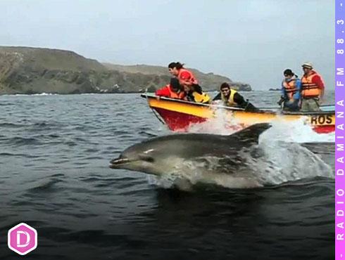 Programa piloto de vigilancia ambiental en la Reserva Marina Isla Chañaral obtuvo importantes resultados 1 RESERVA MARINA WEB