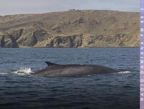 Científicos que estudian a las ballenas compartieron últimas investigaciones con la comunidad de Chañaral de Aceituno 2 CEAZE WEB