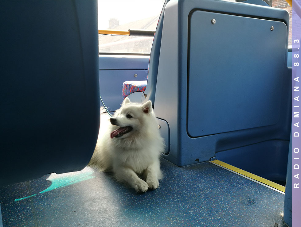 Claves para un viaje seguro y sin estrés junto a tu mascota 1 MASCOTASWEB