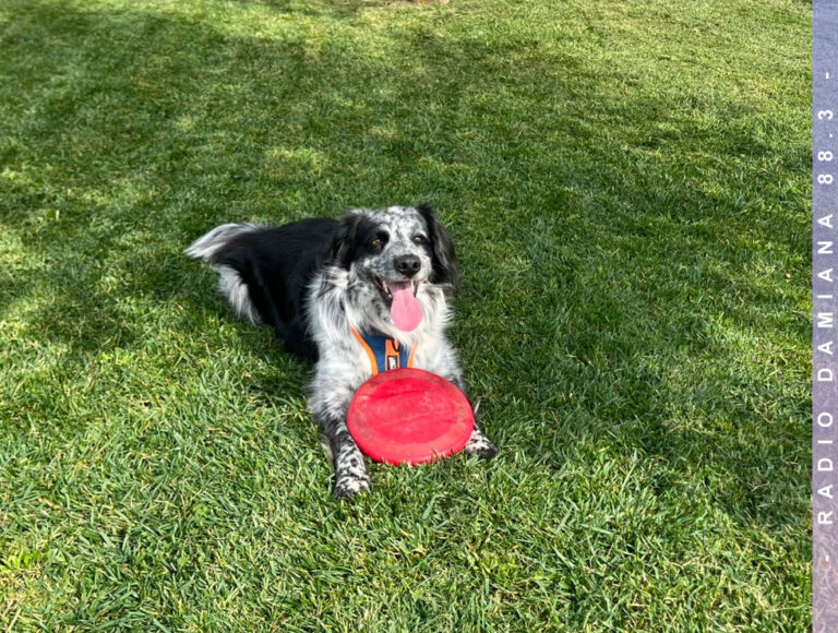 En el Día del Perro sé parte del cambio con pequeños gestos que dejan huella 4 diaperro