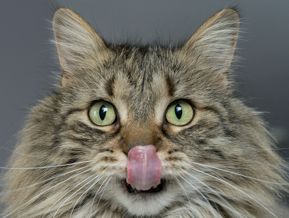 gato web
