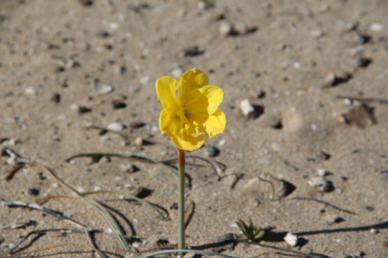 El Desierto de Atacama Floreciendo 1 IMG 8473