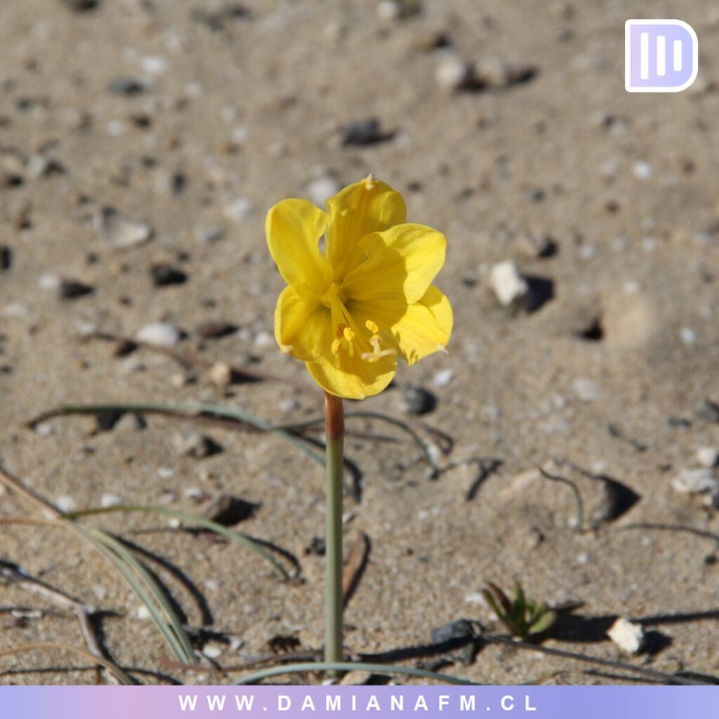 El Desierto de Atacama Floreciendo 3 image 10