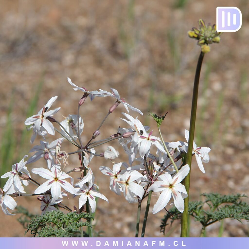El Desierto de Atacama Floreciendo 5 image 12