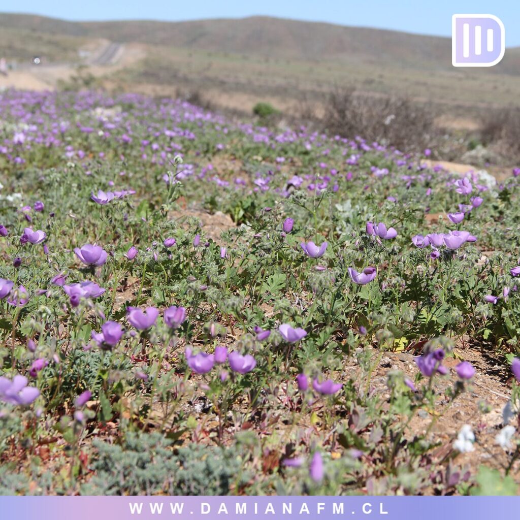 El Desierto de Atacama Floreciendo 6 image 13