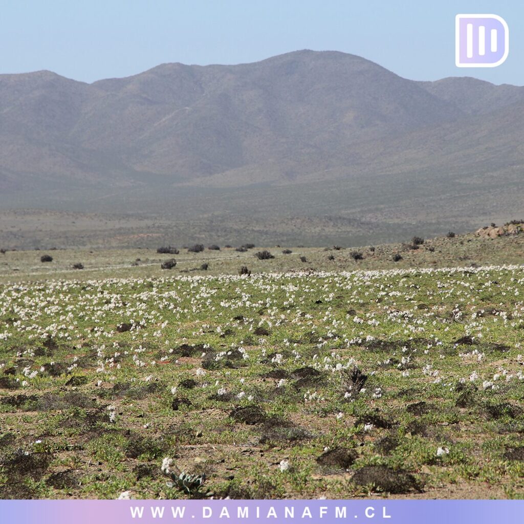 El Desierto de Atacama Floreciendo 7 image 14