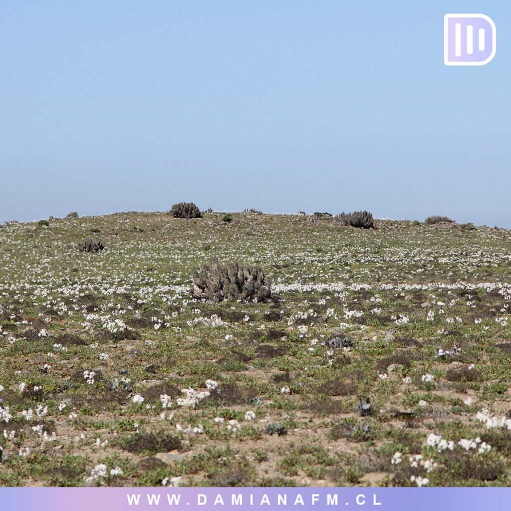 El Desierto de Atacama Floreciendo 8 image 15