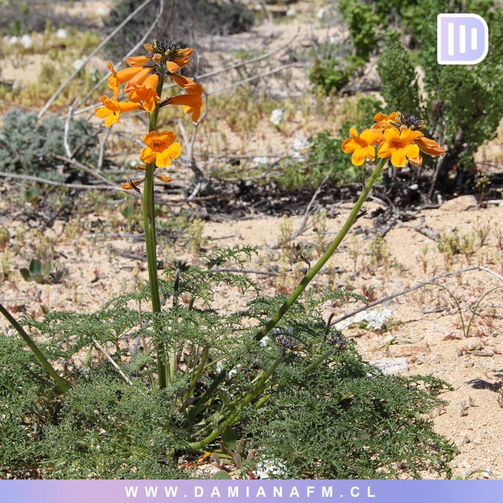 El Desierto de Atacama Floreciendo 9 image 16