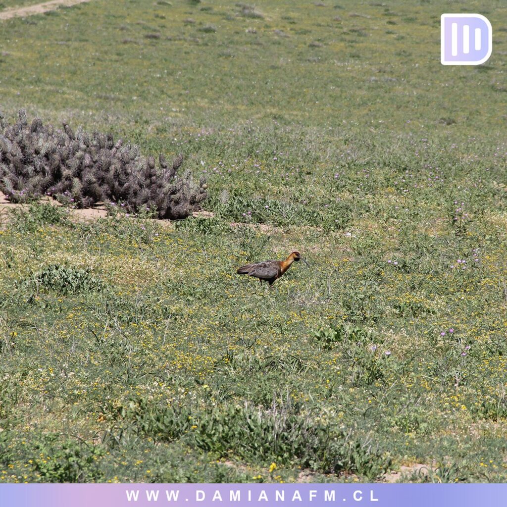 El Desierto de Atacama Floreciendo 10 image 17