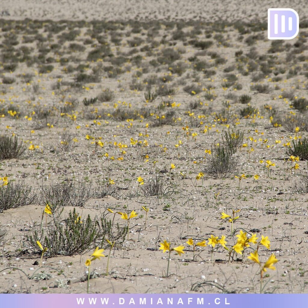 El Desierto de Atacama Floreciendo 2 image 9