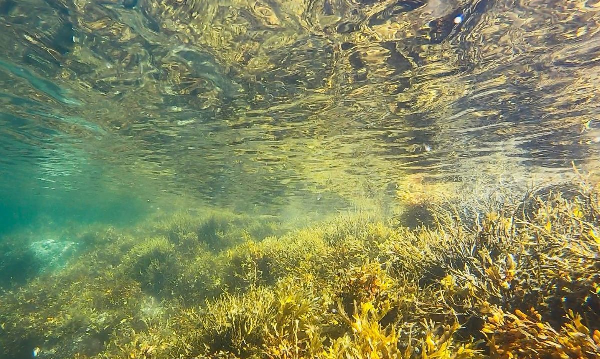Algas chilenas podrían transformar industria alimentaria 1 AGUA ALGAS