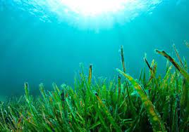 Algas chilenas podrían transformar industria alimentaria 2 algas