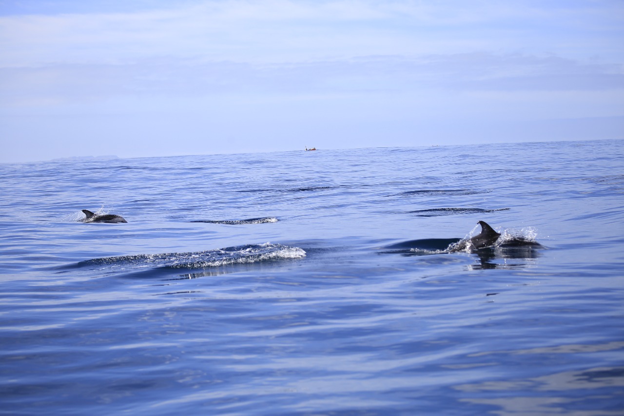 9d81dd3cad104b40bad08ba0be19f5cd