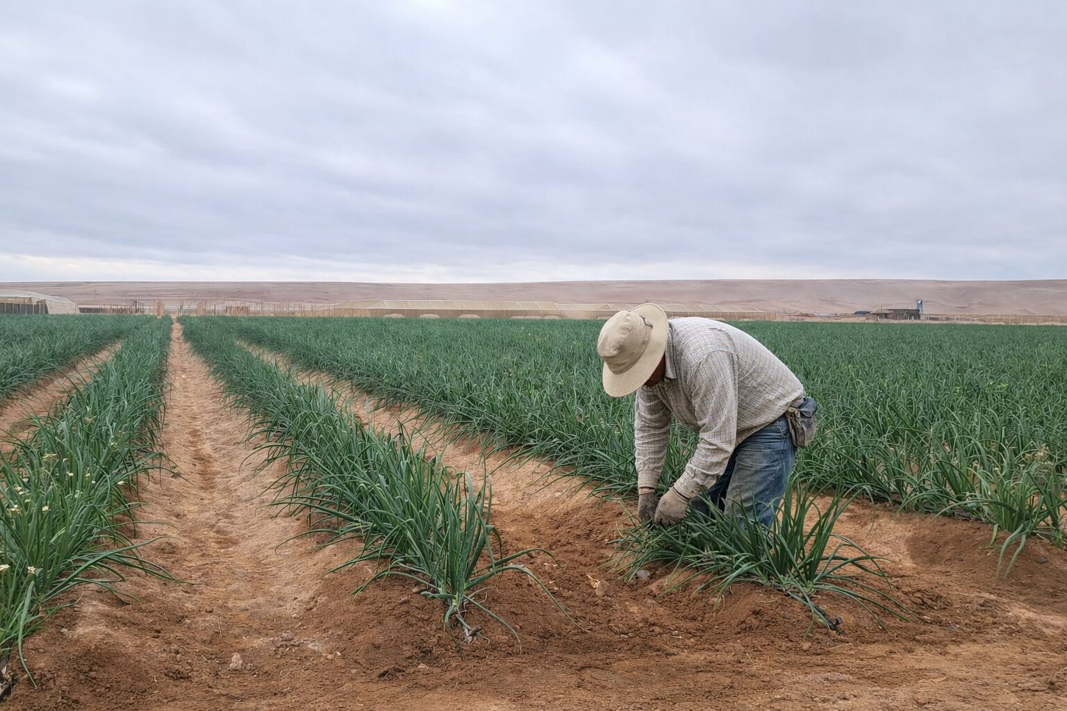 Seminario AgroDesierto Alta