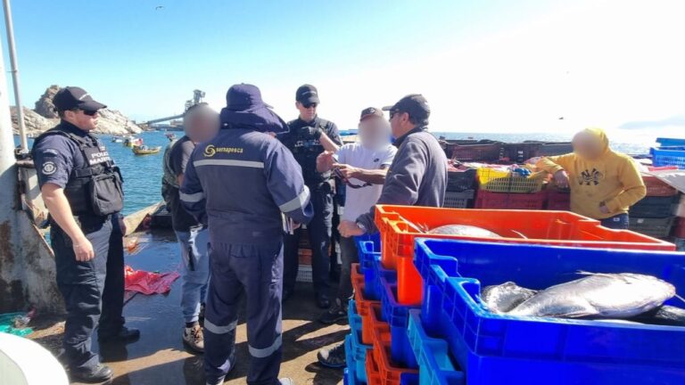 Fiscalización de Sernapesca y la Armada terminó con la incautación de 6,5 toneladas de cojinoba del norte en Chañaral 3 incautacion cojinoba4