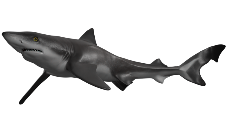 Galeorhinus