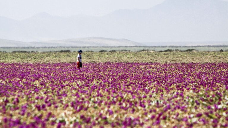 desiertoflorido2026