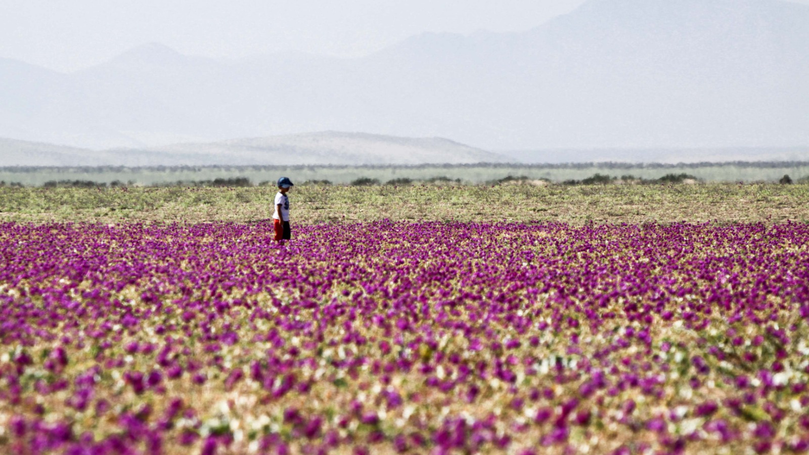 Atacama prepara una gran temporada del Desierto Florido 2026 con coordinación regional, promoción turística y puntos de avistamiento 1 desiertoflorido2026