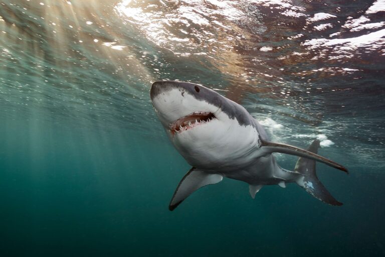 Tiburones de aguas cálidas: Las especies que desaparecieron del litoral chileno 17 tiburon