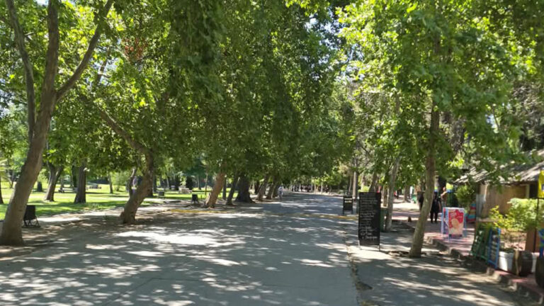 Plátano oriental, alergias y cambio climático: ¿Qué tan bueno es este árbol para Santiago? 1 PLATANO ORIENTAL
